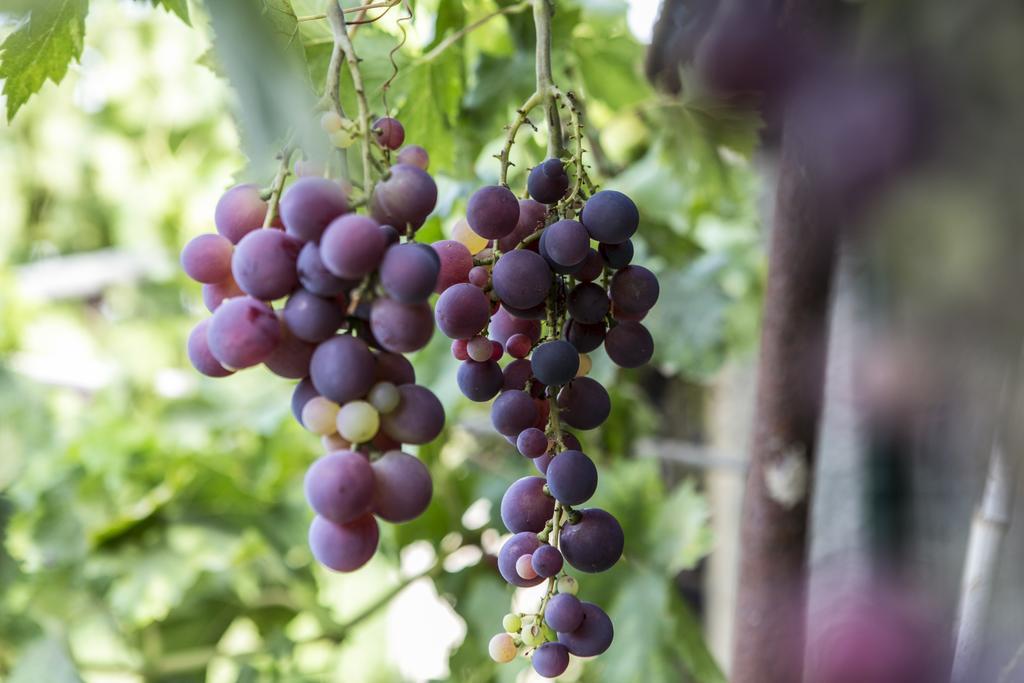 Farm Stay La Frescura Agriturismo Siraküza Dış mekan fotoğraf